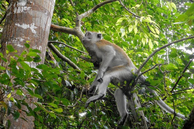 Private Transfer: Kuala Lumpur to Taman Negara National Park (Kuala Tahan Jetty) - Why the private format may be worth the money