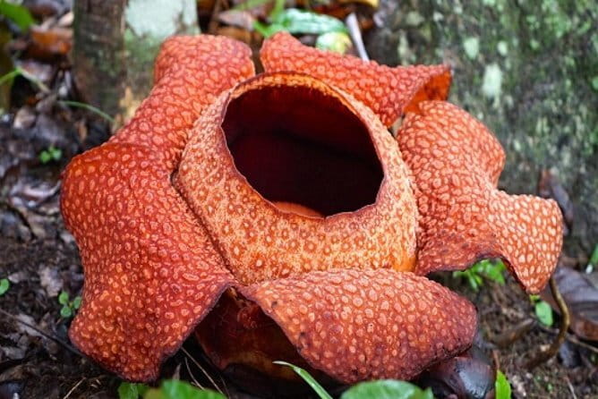 Rafflesia Trek Seekers at Perak (from KL) - Lunch and the return to Kuala Lumpur