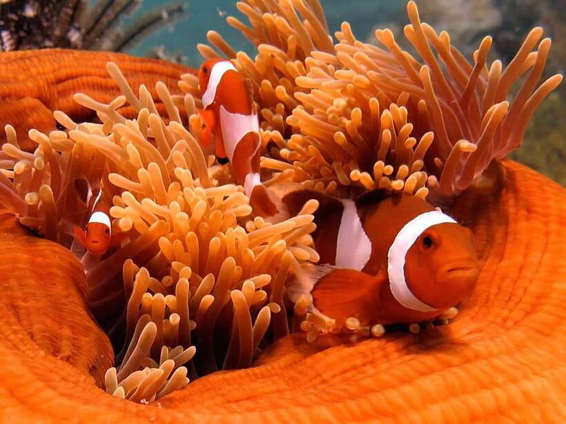 RAID Open Water 20 Diver Course 3-Days | Kota Kinabalu - Meeting at DBKK Jetty at 8:45