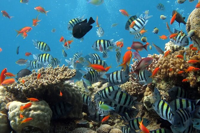 RAID Try-Dive Experience in Kota Kinabalu - Starting at Jesselton Point at 8:45 a.m.