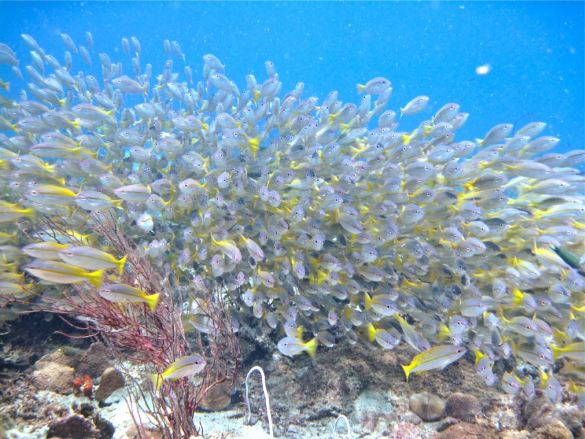 RAID Try-Dive in Kota Kinabalu, Sabah - Lunch on Pulau Mamutik or Pulau Sapi