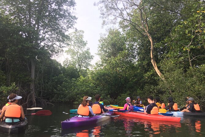 River Exploration and Mangrove Nature Tour by kayaking - What the tide reveals along the river