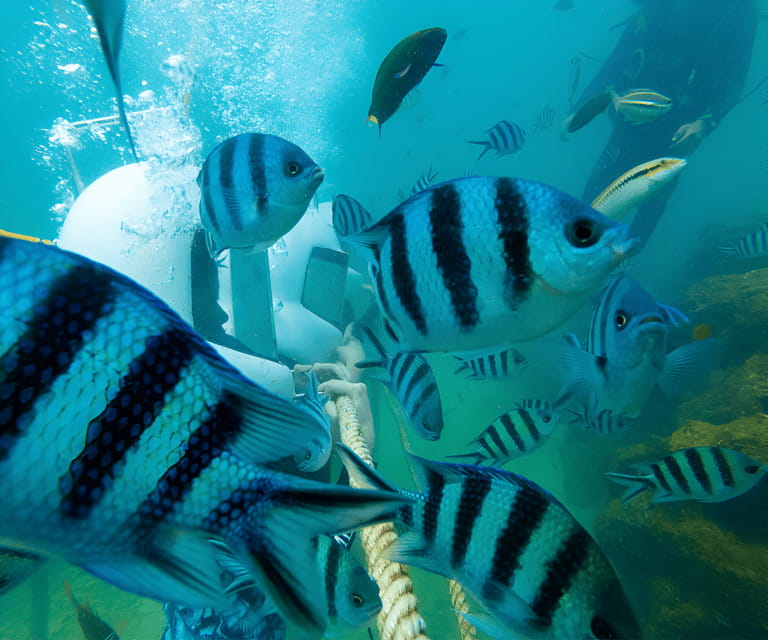 Sabah: Dreamer Island Snorkeling Day Tour Ticket - From Kota Kinabalu to Star Marina at 8:30 a.m.