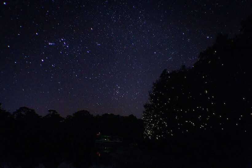 Sabah: Kawa Kawa Fireflies Sunset Cruise - Who will enjoy this cruise most?