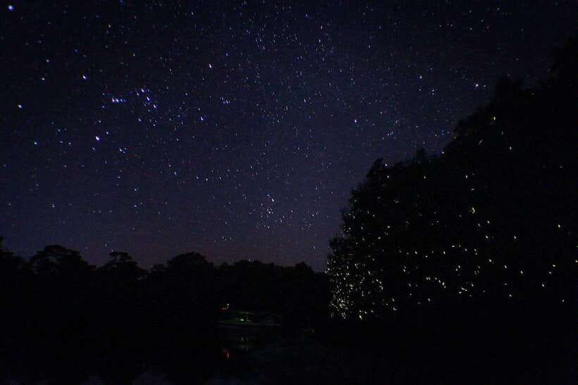 Sabah: Kawa Kawa Fireflies Sunset Cruise - Should you book the Kawa Kawa Fireflies Sunset Cruise?