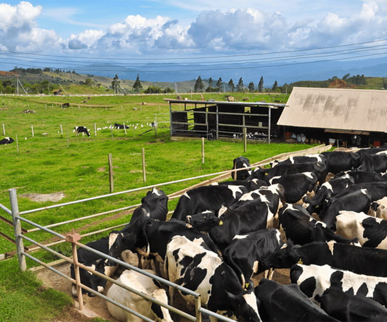 Sabah: Kinabalu Park, Hot Springs, and Cow Farm Day Tour - Nabalu Market starts the morning