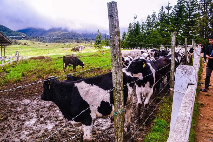 Sabah: Kinabalu Park, Poring Hot Springs & Desa Farm Tour - Key points at a glance
