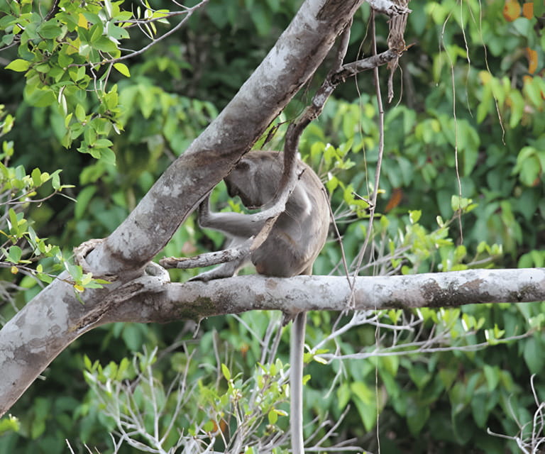 Sabah: Klias River Cruise Day Tour Ticket - The 1.5-Hour Drive From Kota Kinabalu