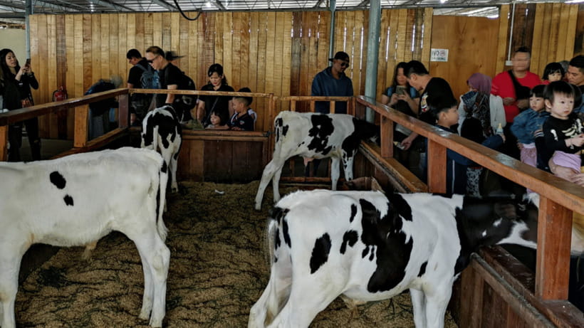 Sabah: Kundasang Nature Day Tour - Desa Dairy Farm offers Sabah’s New Zealand comparison