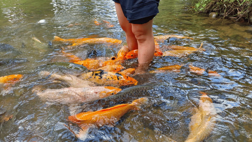 Sabah: Kundasang Nature Day Tour - Poring Hot Spring is the day’s gentlest stop