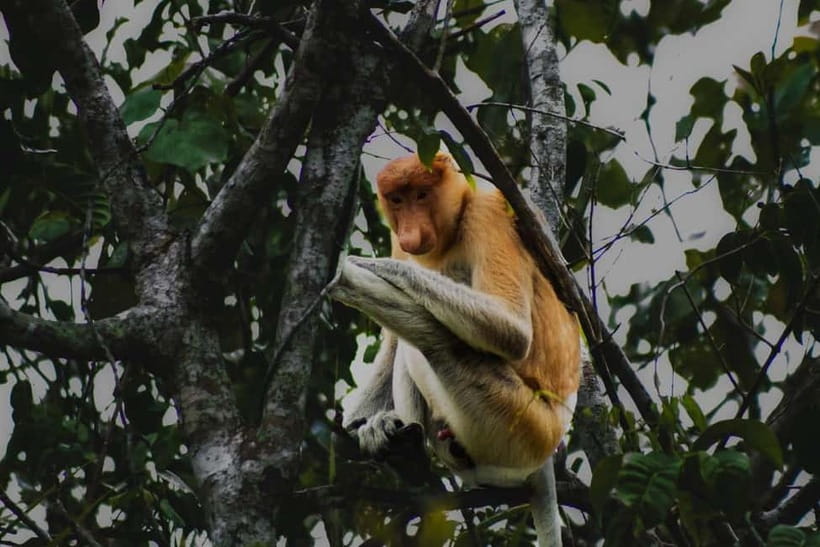 Sabah: Mangrove Fireflies, and Sky Mirror Dream Beach Tour - What this Sabah tour is really about