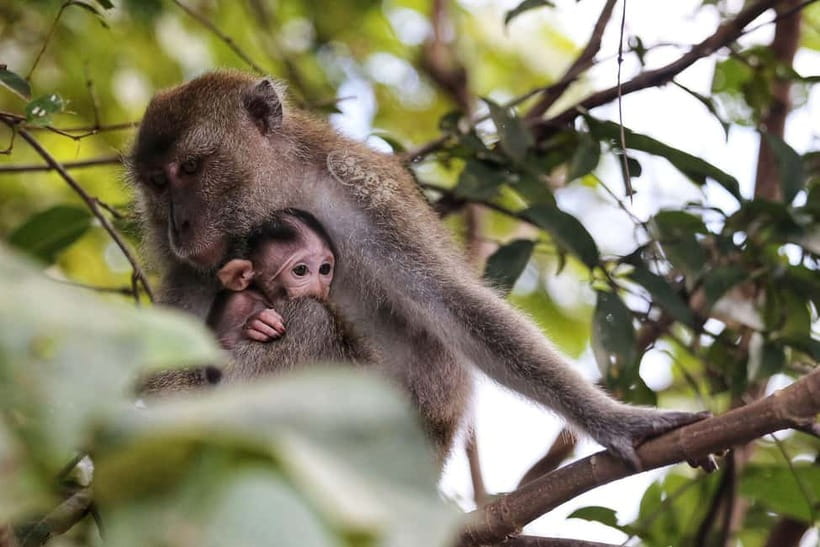 Sabah: Mangrove Fireflies, and Sky Mirror Dream Beach Tour - The Bongawan mangrove cruise and the search for proboscis monkeys
