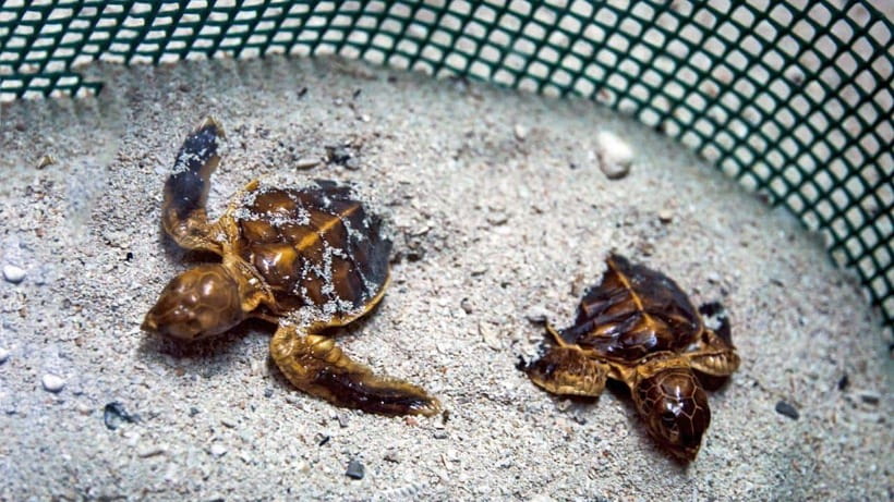 Sandakan : 2 Days 1 Night At Turtle Island - Snorkeling and free time before the turtles