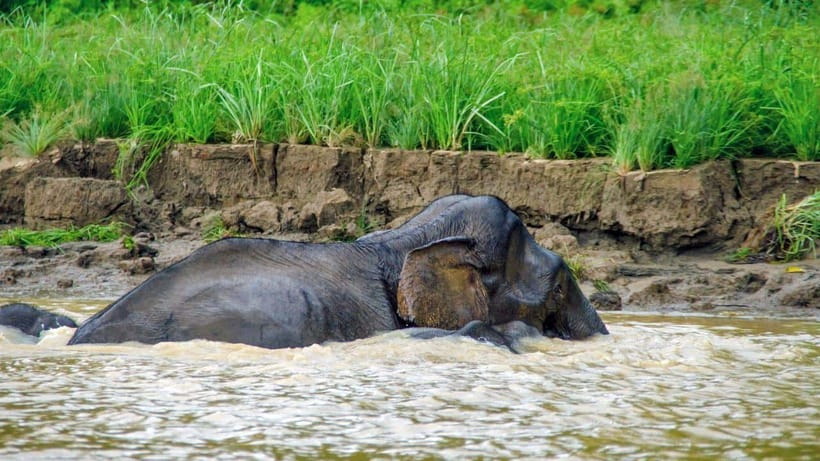 Sandakan: 2 Days 1 Night Bilit, Kinabatangan River Wildlife - Arrival at Bilit Adventure Lodge