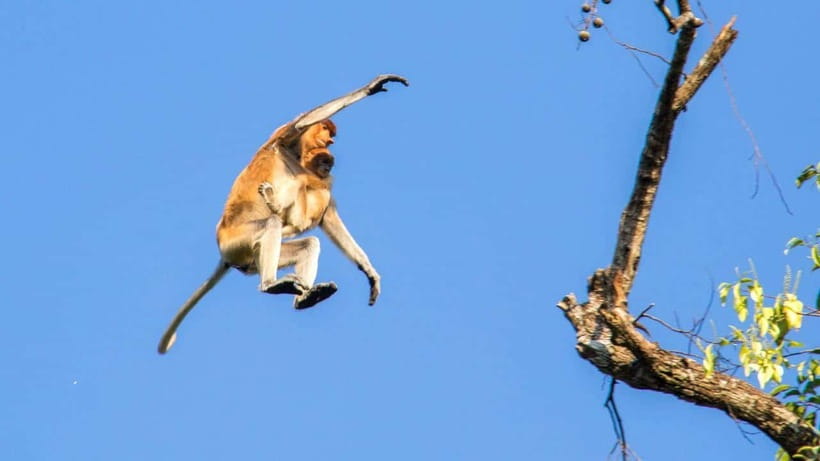 Sandakan: 2 Days 1 Night Bilit, Kinabatangan River Wildlife - Guides make the difference