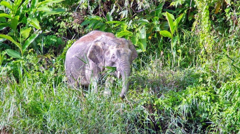 Sandakan: 2 Days 1 Night Bilit, Kinabatangan River Wildlife - Getting from Sandakan to the river