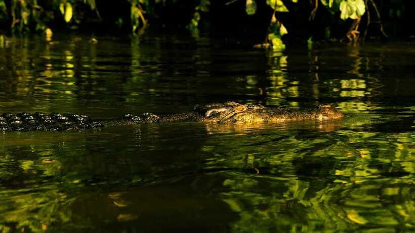 Sandakan : 3-Day Kinabatangan River Wildlife Adventure - The early morning cruise is the main event