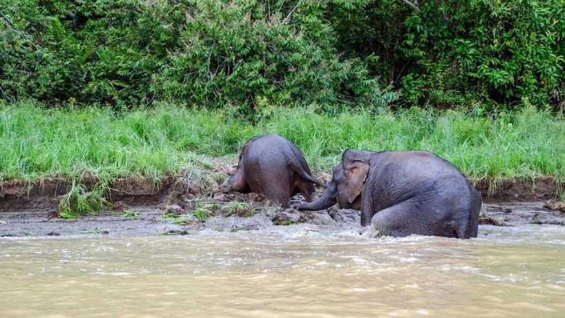 Sandakan : 3-Day Kinabatangan River Wildlife Adventure - A guided walk through the rainforest edge