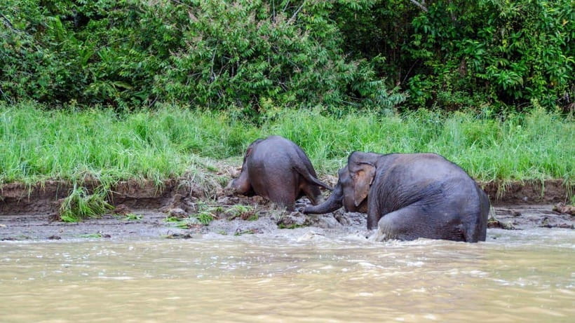 Sandakan : 3-Day Kinabatangan River Wildlife Adventure - From Sandakan to Sepilok and Bilit