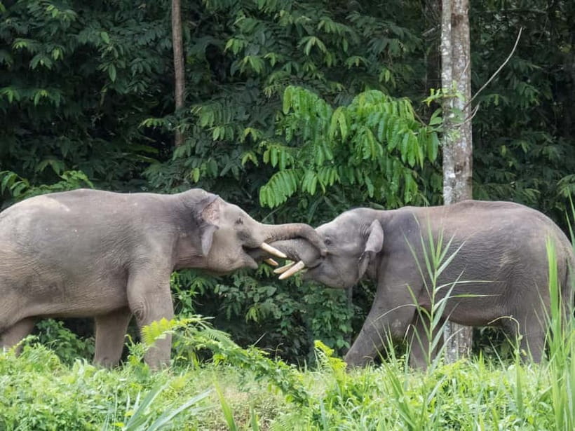 Sandakan: 3D2N The Wild Heart of Borneo River Secrets - The road from Sandakan to the Kinabatangan
