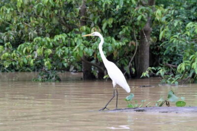 3D2N The Wild Heart of Borneo River Secrets