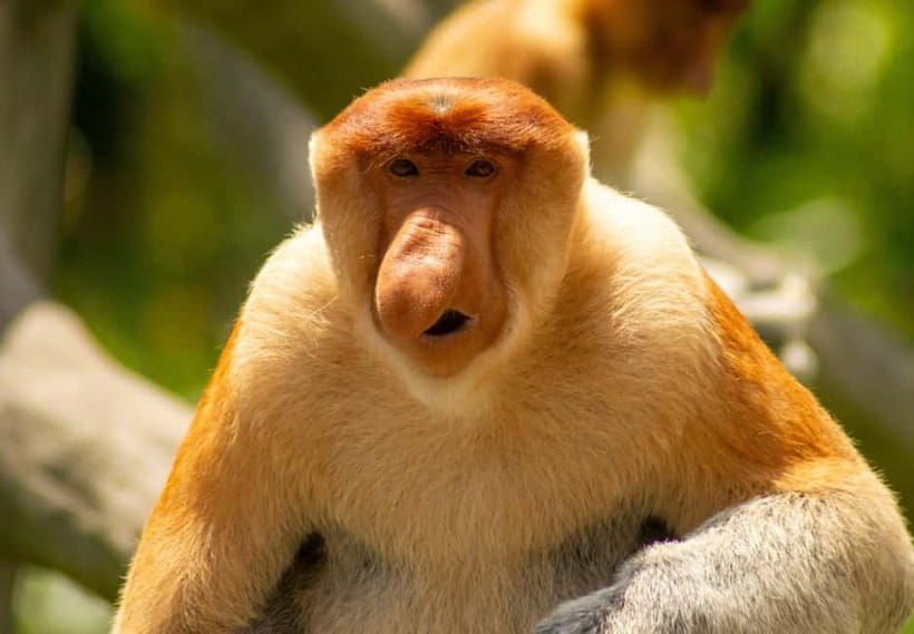 Sandakan: 3D2N The Wild Heart of Borneo River Secrets - The jungle walk, if conditions allow