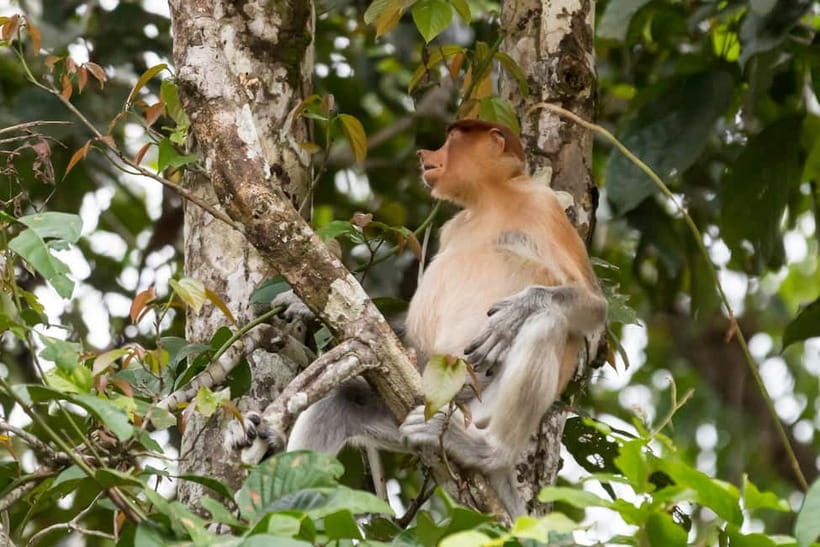 Sandakan: 3D2N The Wild Heart of Borneo River Secrets - The golden-hour cruise and Borneo’s big animals