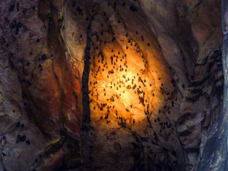 Sandakan: Gomantong Cave Echoes & Kinabatangan River Safari - Dinner and the return to Sandakan