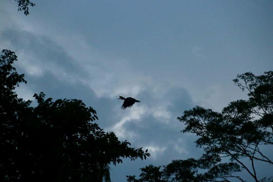 Sandakan: Gomantong Cave Echoes & Kinabatangan River Safari - Starting from Sandakan or Sepilok at 8:30 AM