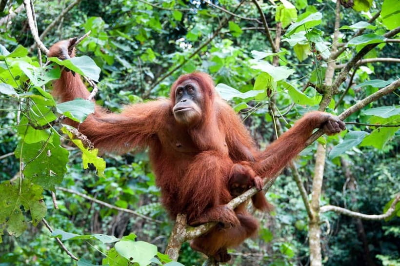 Sandakan: Kinabatangan River Wildlife Cruise with Lunch - The two-hour road ride to Bilit