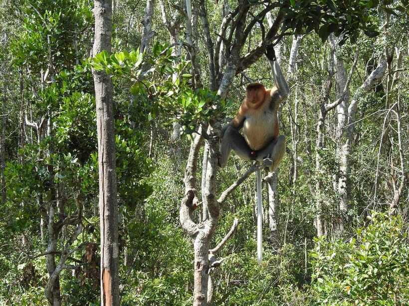 Sandakan: Kinabatangan River Wildlife Cruise with Lunch - The return to Sandakan