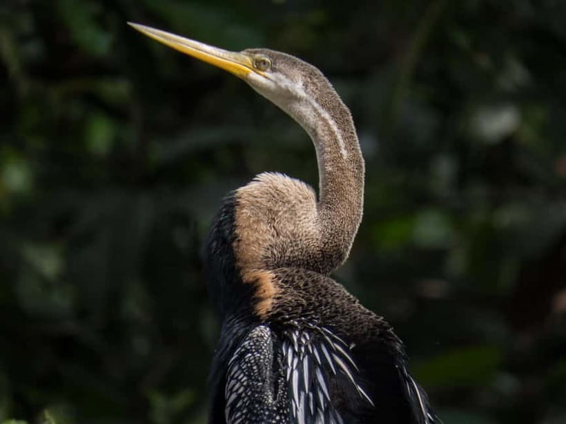 Sandakan: Sukau Rainforest Wildlife Journey & Dawn Cruises - Sunset cruising and the first evening