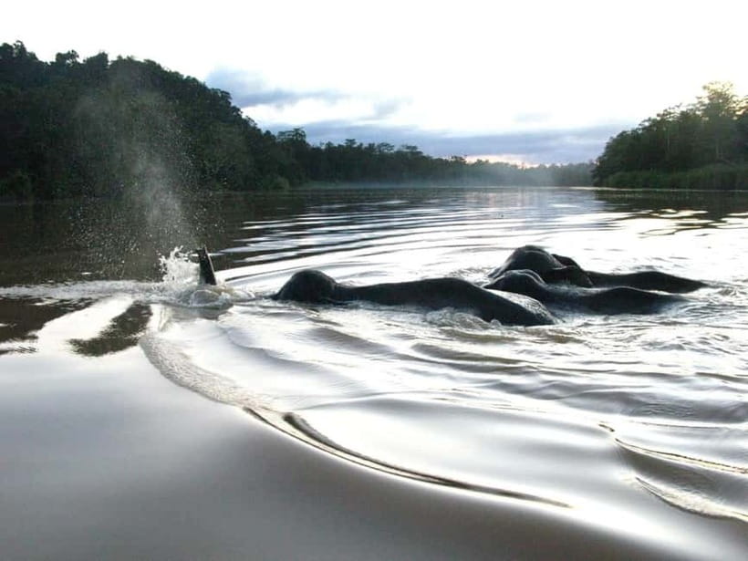 Sandakan: Sukau Rainforest Wildlife Journey & Dawn Cruises - Food, accommodation, and daily comfort