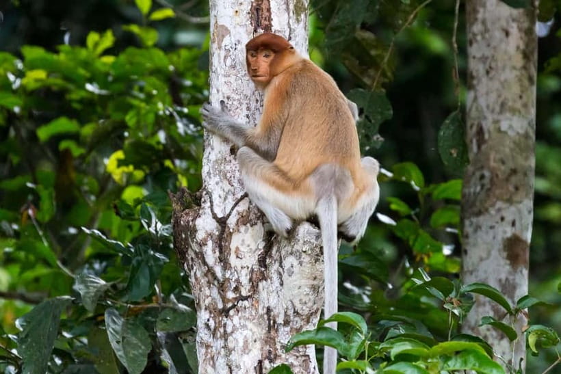 Sandakan: Sukau Rainforest Wildlife Journey & Dawn Cruises - The real value of the $107 price