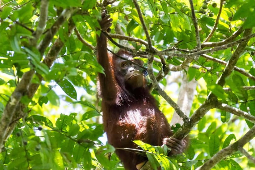 Sandakan: Sukau Rainforest Wildlife Journey & Dawn Cruises - What to pack for the river
