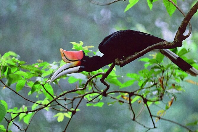 Sarawak Bako National Park Tour : Rainforest Flora & Fauna - Wildlife to watch for along the trails