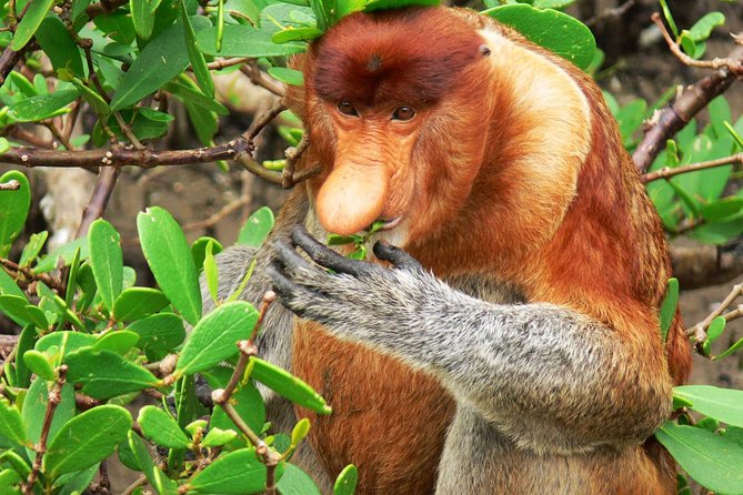 Sarawak Bako National Park Tour : Rainforest Flora & Fauna - What the USD 208.77 price really covers