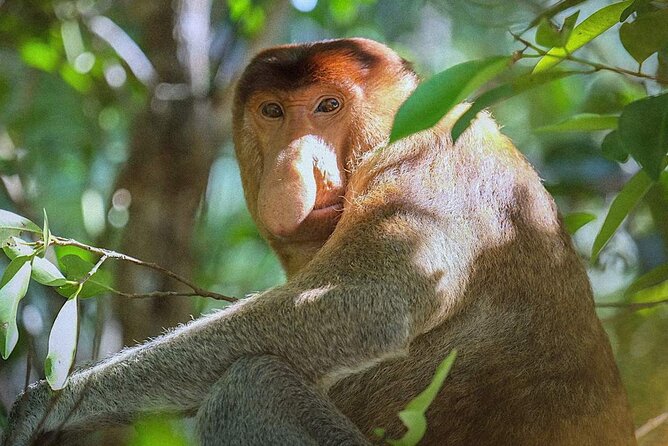 Sarawak Bako National Park Tour : Rainforest Flora & Fauna - Entering Bako’s rainforest and coastal country