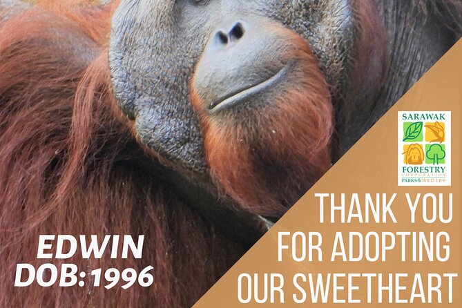 Semenggoh Orangutan Center & Sarawak Cultural Village - Why This Combination Works in Kuching