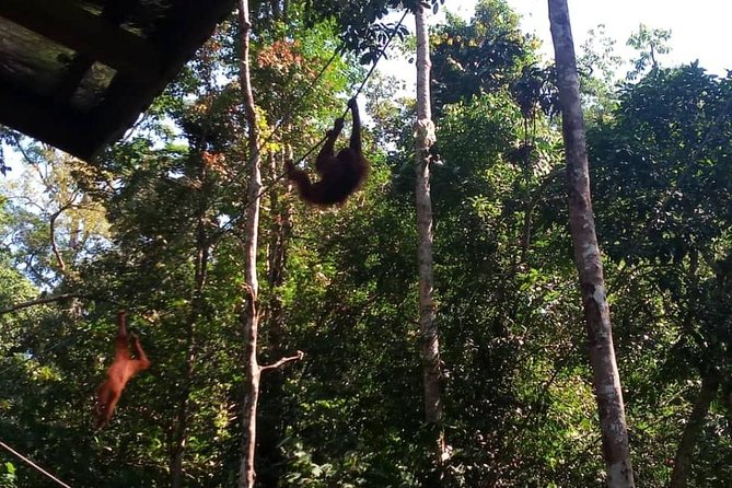 Semenggoh Orangutan Center & Sarawak Cultural Village - Guides, Group Size, and the Feel of the Day
