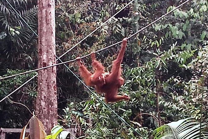 Semenggoh Orangutan Centre from Kuching - Who will enjoy this tour most?
