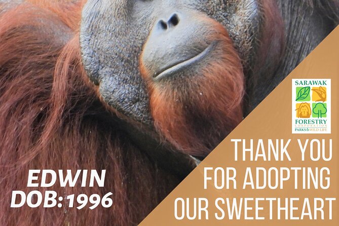 Semenggoh Orangutan Centre from Kuching - Practical details that can save your morning