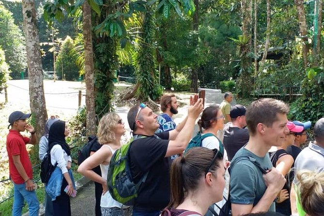 Semenggoh Orangutan Centre from Kuching - Reaching the feeding platform before 9:00 AM
