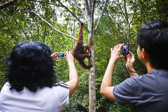 Semenggoh Wildlife Centre: Orangutan Discovery from Kuching - The drive from Kuching: easy, but check your pickup zone