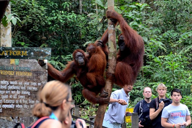 Semenggoh Wildlife Centre: Orangutan Discovery from Kuching - Feeding time and the wild-animal question