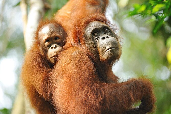 Semenggoh Wildlife Centre: Orangutan Discovery from Kuching - Is $69.96 good value?