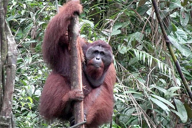 Semenggoh Wildlife Centre: Orangutan Discovery from Kuching - Reliability and booking details that matter