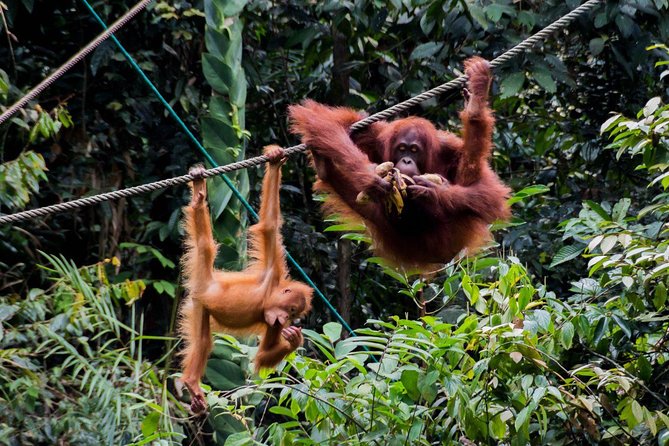 Semenggoh Wildlife Centre: Orangutan Discovery from Kuching - Who will enjoy this Semenggoh outing?