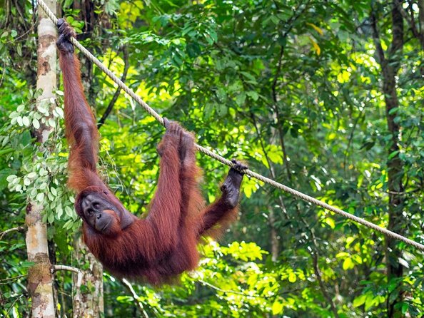 Semenggoh Wildlife Centre Tour: Discover Sarawak’s Orangutans - What makes this orangutan visit worth considering