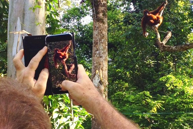 Semenggoh Wildlife Centre Tour: Discover Sarawak’s Orangutans - Feeding time is your best chance